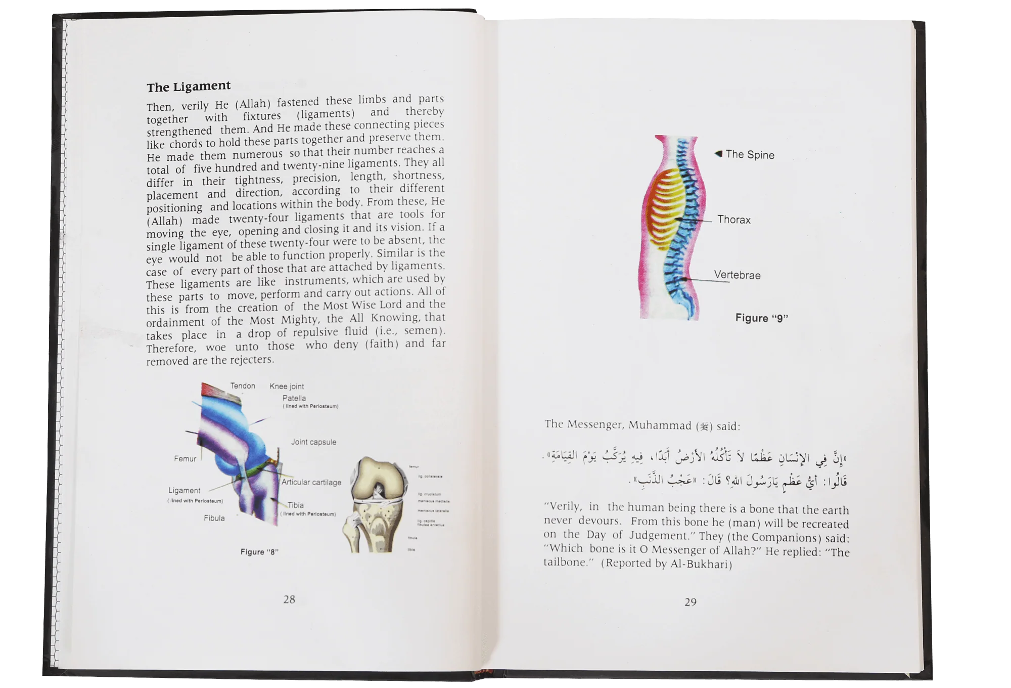 Men and The Universe (Reflections of Ibn Al-Qayyem) - Image 4